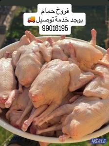 فروخ زاجل الموقع طريق الارتال والجهراء