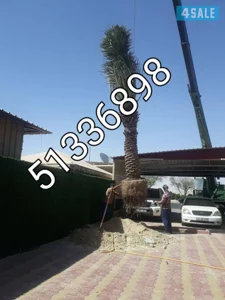 الزراع انخل احوازى شيل وزراع انخيل تنظيف وتكرىب وشيلافروخ نخل. وقس اشج