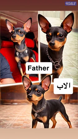 مني دوبر // Mini pincher