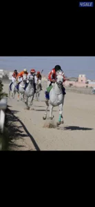 للبيع ابناء وهج الصافنات
