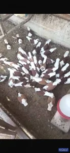 للبيع حمام نظيف ومطعم