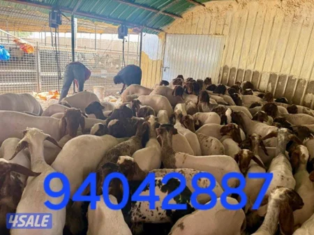 حلاق الغنم….