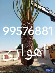 زراع اهوازی نخیل وتنظیغ وترکریب نخل من مکان لامکان وبیع وشرا نخل