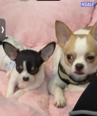 Chihuahuas