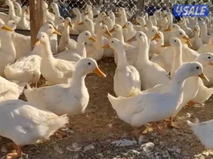 للبيع بط فرنسي العدد تقريبن 110 40 بياضين والباقي اعمارهم 3 شهور