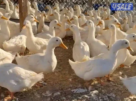 للبيع بط فرنسي العدد تقريبن 110 40 بياضين والباقي اعمارهم 3 شهور