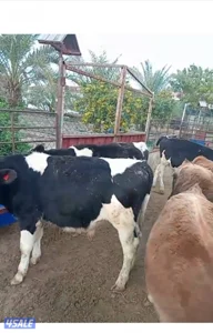 عجول العمر ٦ شهور