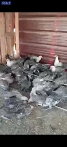 بر السالمي