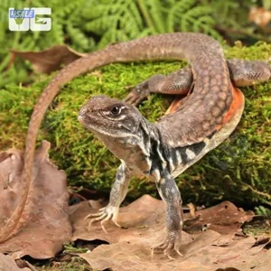 butterfly agama - عظاءة الفراشة