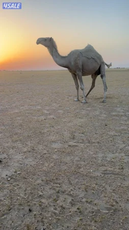 للبيع خلفة شبب حدرها بكره