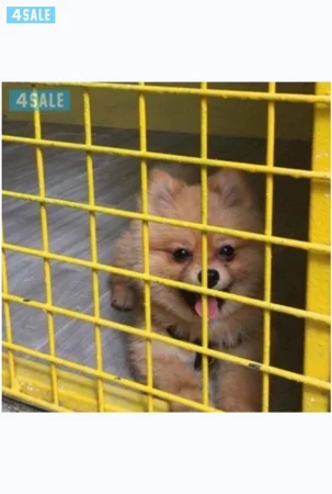 فندقه للكلاب 🐶