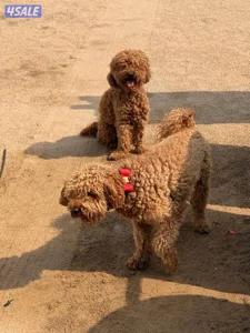 للبيع زوج بودل ذكر ونثيه poodle