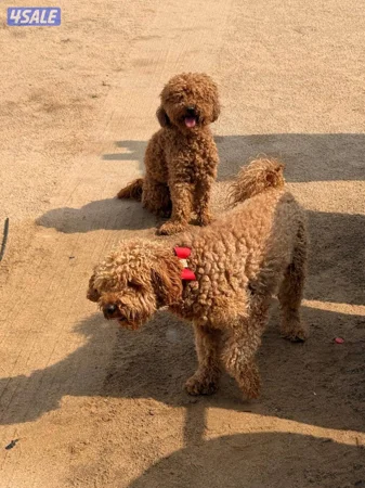 للبيع زوج بودل ذكر ونثيه poodle