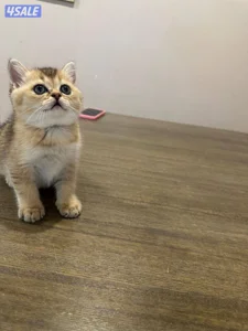 كيتين سكوتش  فولد و ستريت  مميزين جدا