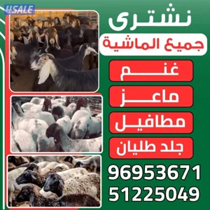 نشترى جميع غنم وماعز جميع الماشيه العدد مفتوح