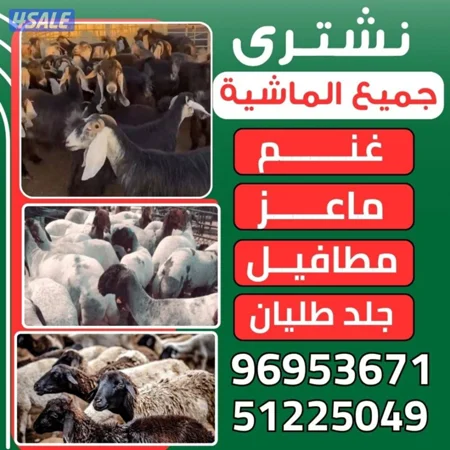نشترى جميع غنم وماعز جميع الماشيه العدد مفتوح