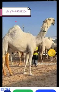 حلاقه وغسيل ابل جميع مناطق الكويت